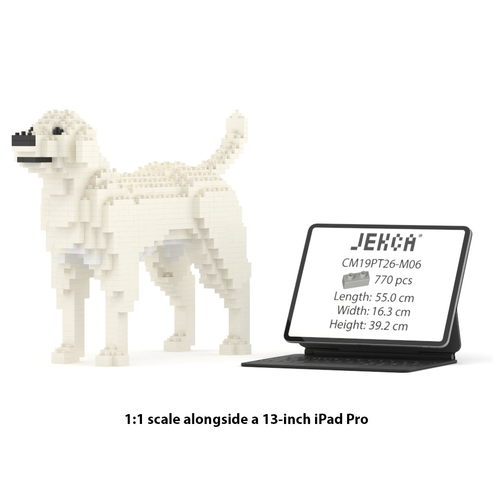 Labrador Retriever 01-M06