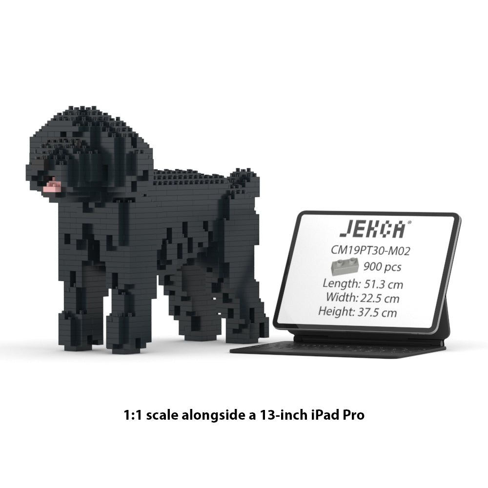 Toy Poodle 01-M02