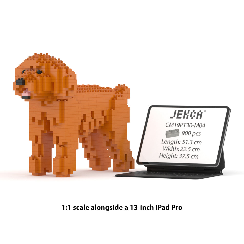 Toy Poodle 01-M04