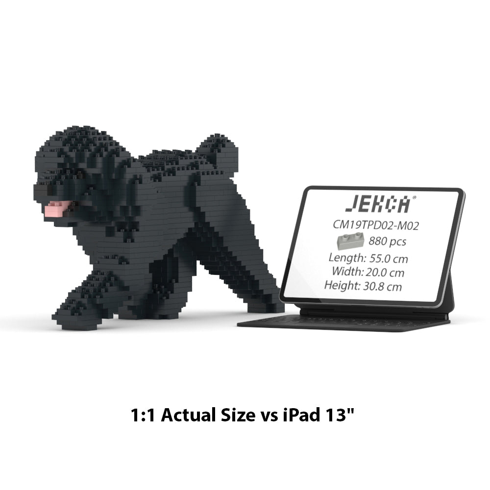 Toy Poodle 02-M02