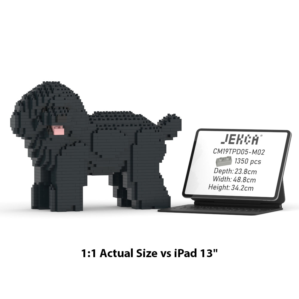 Toy Poodle 05-M02