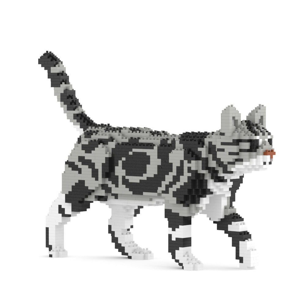 American Shorthair Cat