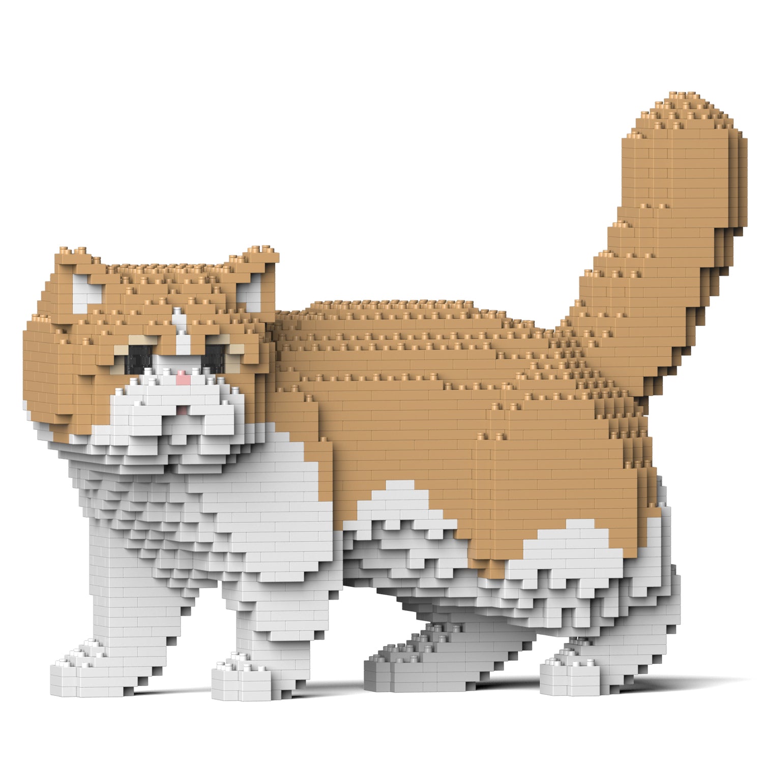 Exotic Shorthair Cat