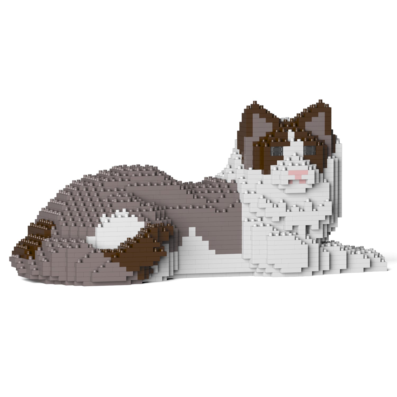 Ragdoll Cat