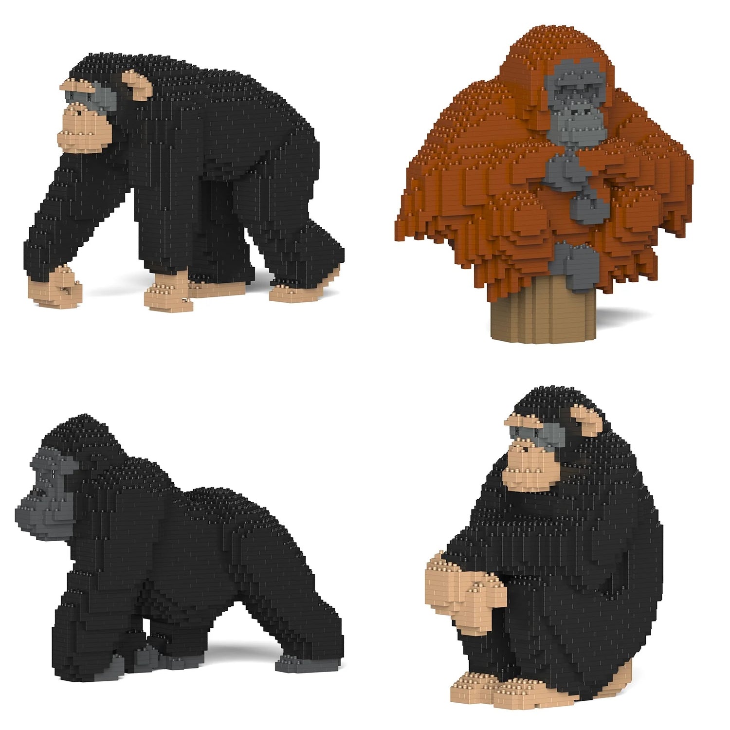 Primate