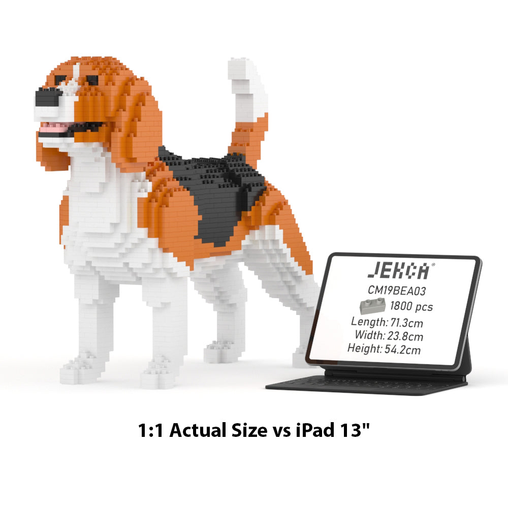Beagle 03