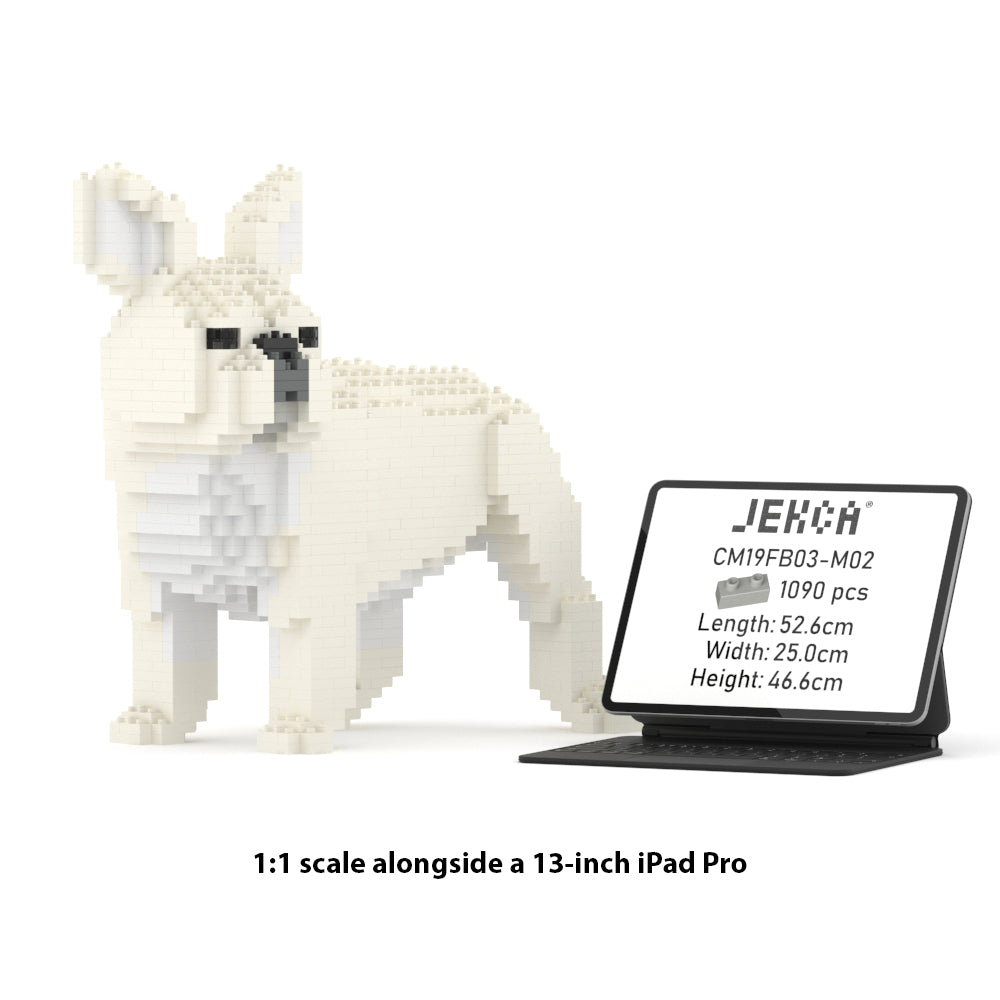 French Bulldog 03-M02