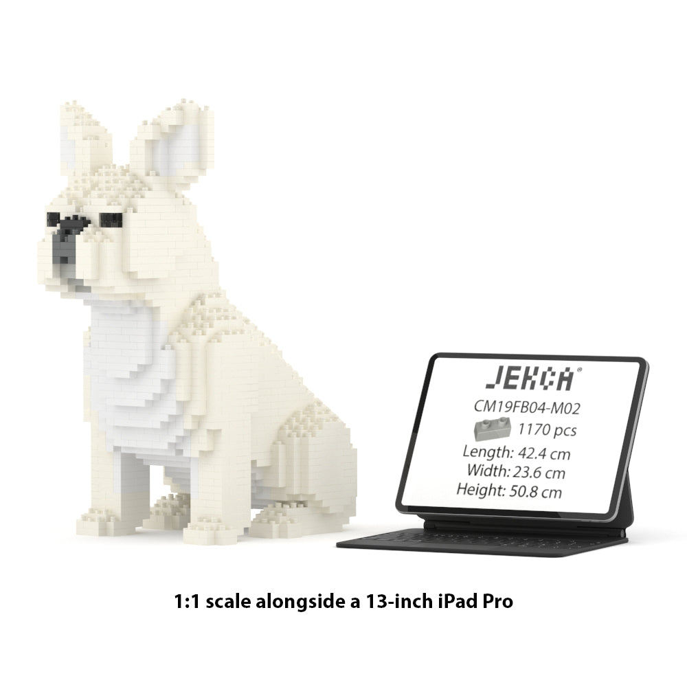 French Bulldog 04-M02