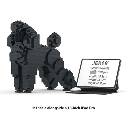 Standard Poodle 01-M01