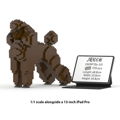 Standard Poodle 01-S11