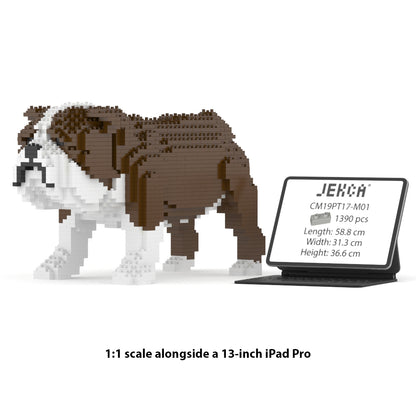 English Bulldog 01-M01