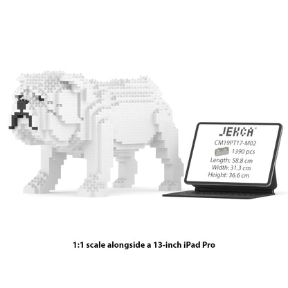 English Bulldog 01-M02