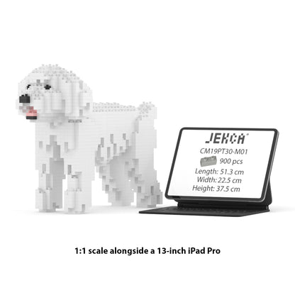 Toy Poodle 01-M01