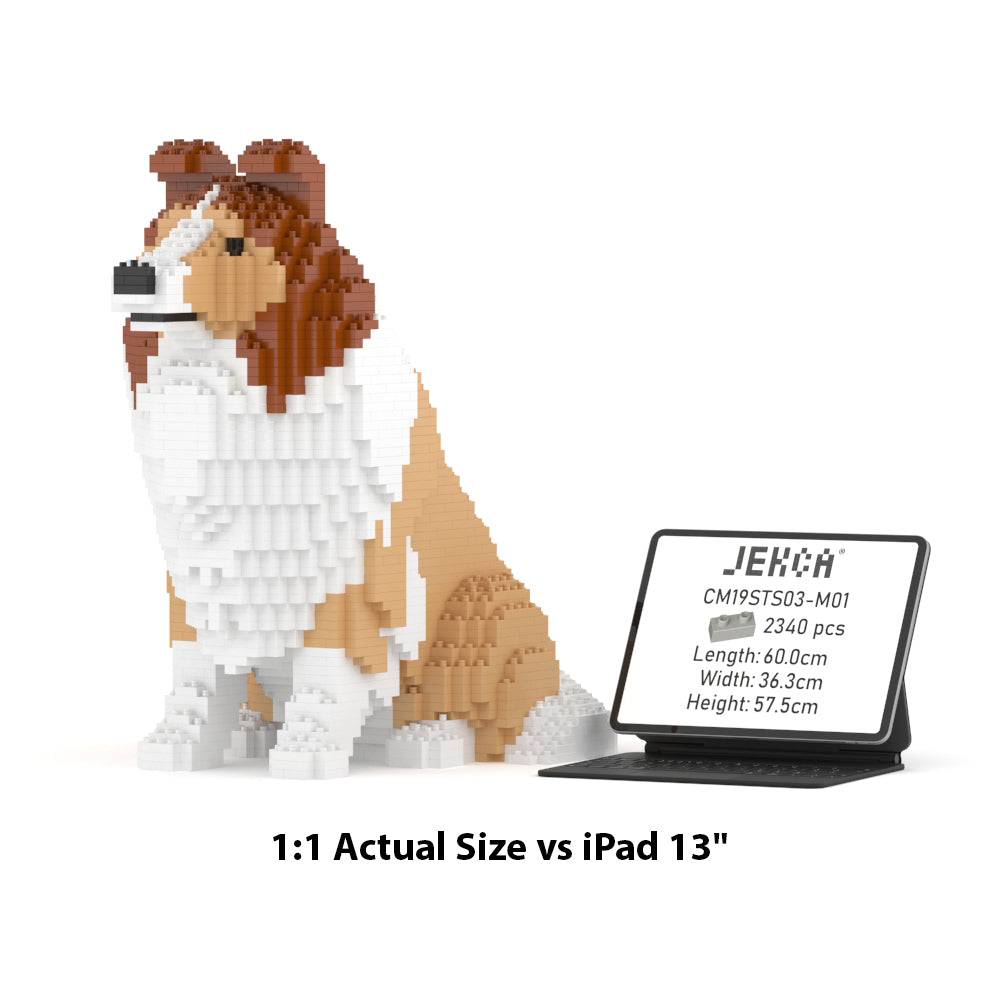 Shetland Sheepdog 03-M01