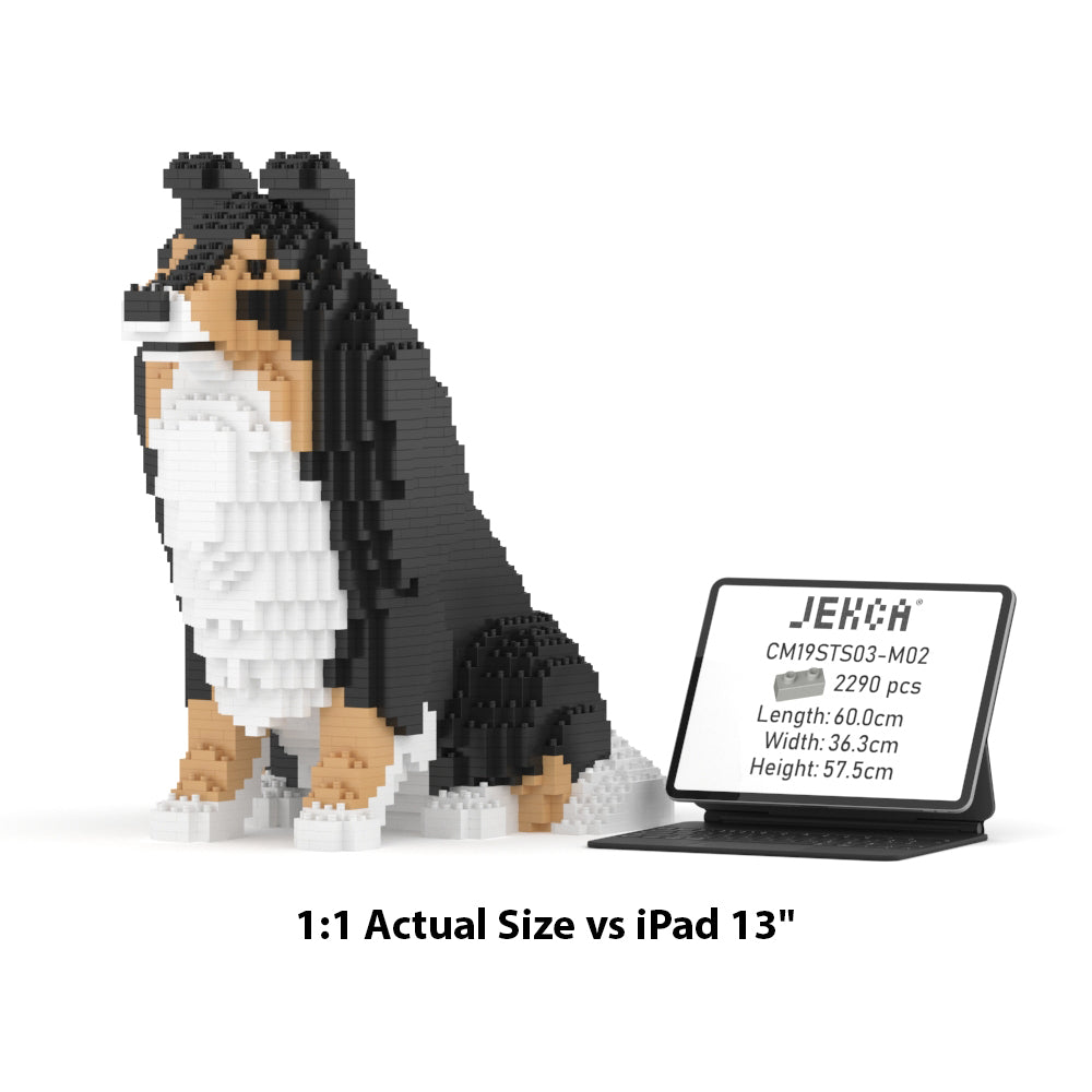 Shetland Sheepdog 03-M02
