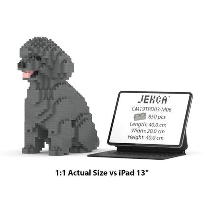 Toy Poodle 03-M06