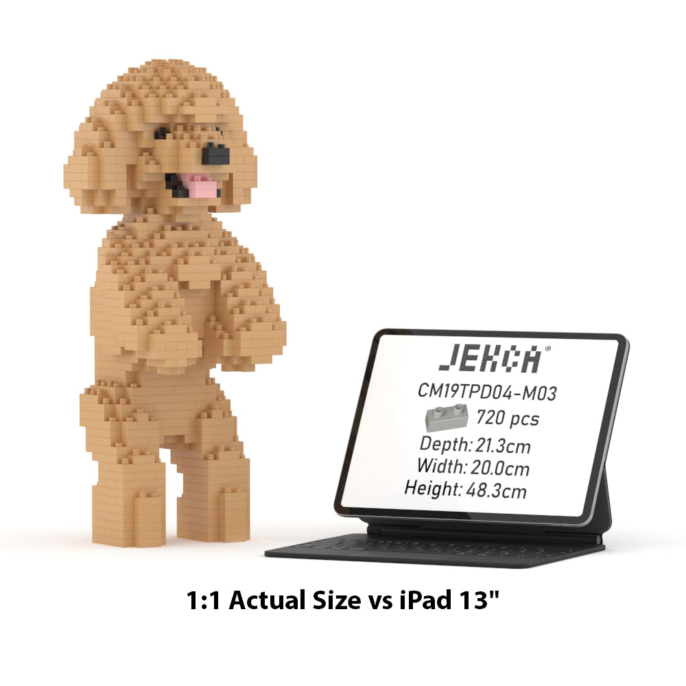 Toy Poodle 04-M03