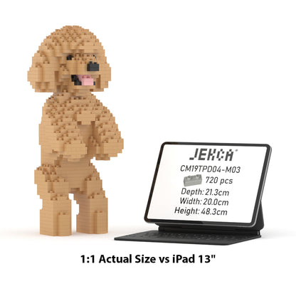Toy Poodle 04-M03