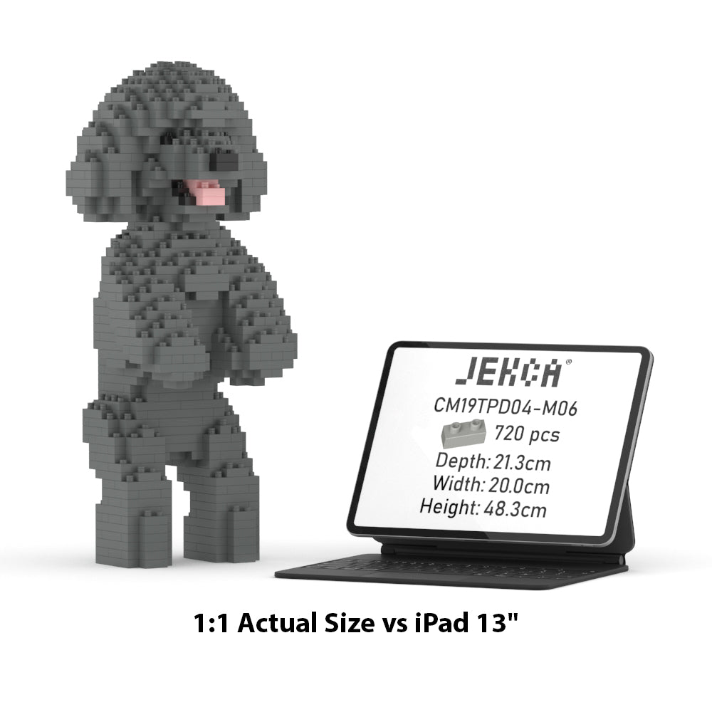 Toy Poodle 04-M06