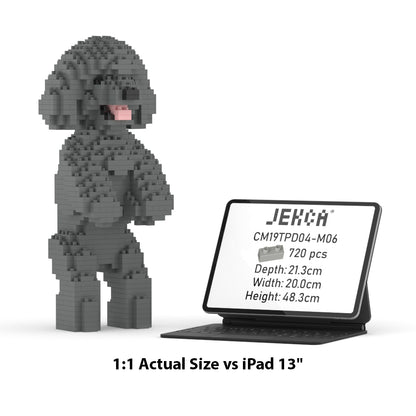 Toy Poodle 04-M06