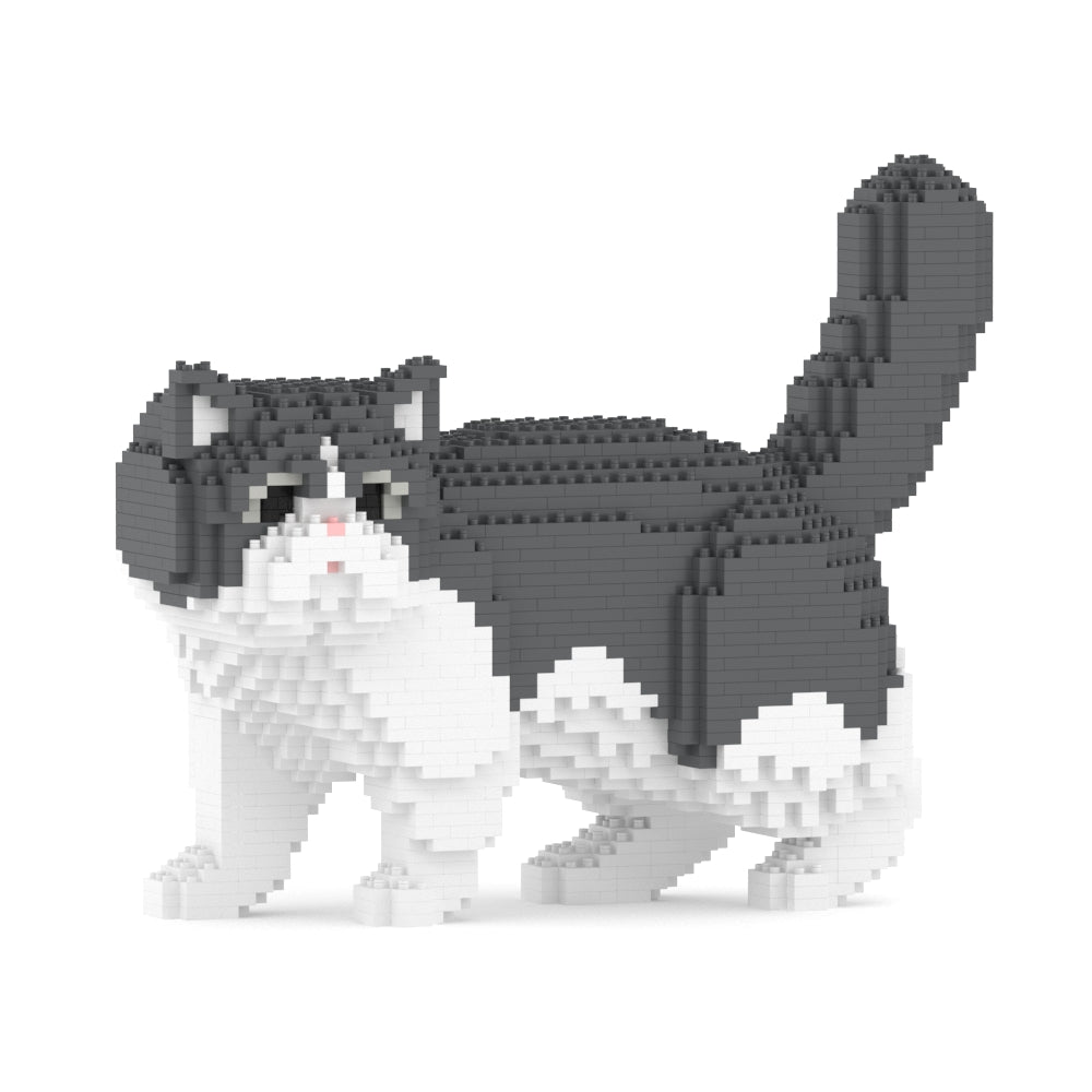 Exotic Shorthair Cat 01S-M02