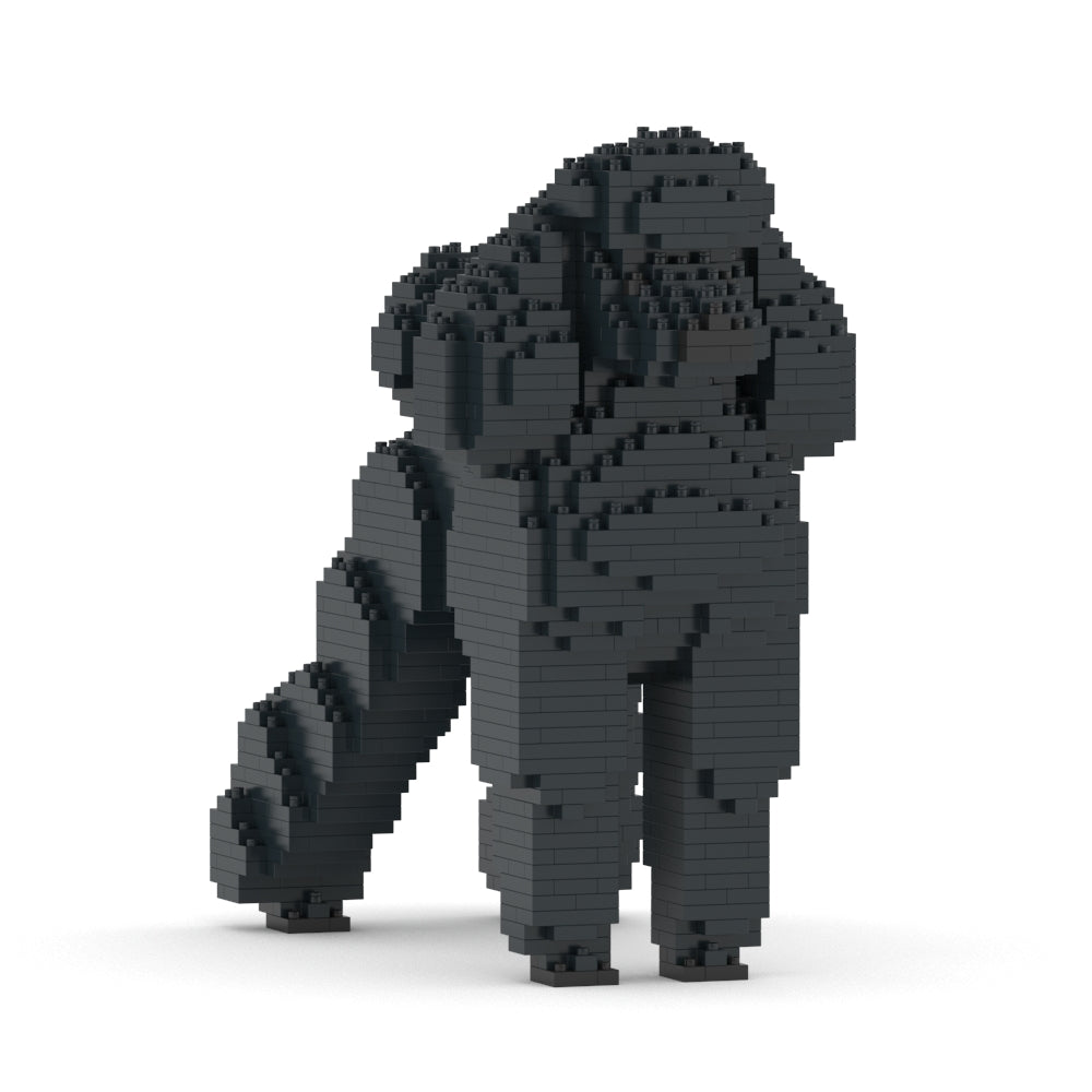 Standard Poodle 01-M01