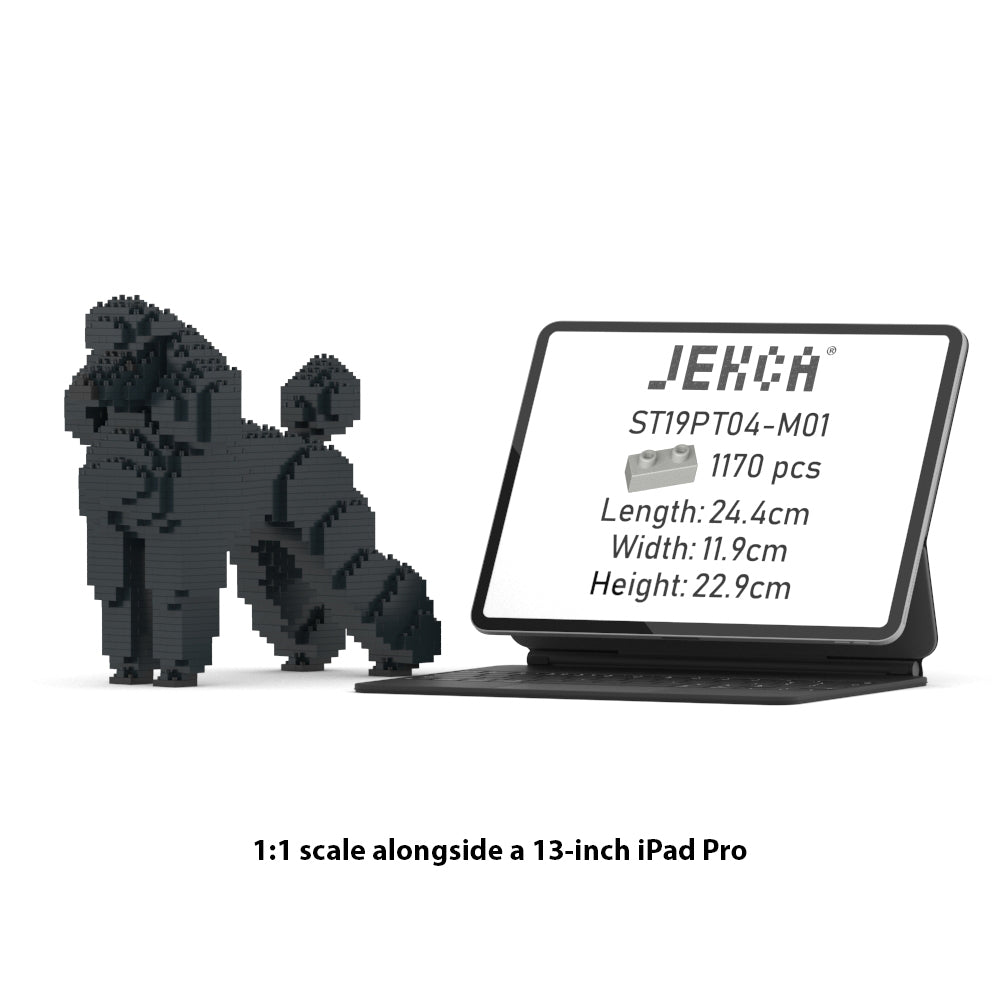 Standard Poodle 01-M01