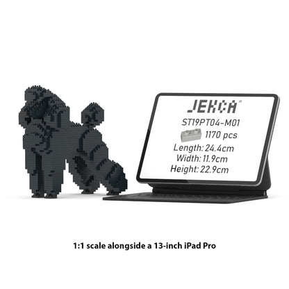 Standard Poodle 01-M01