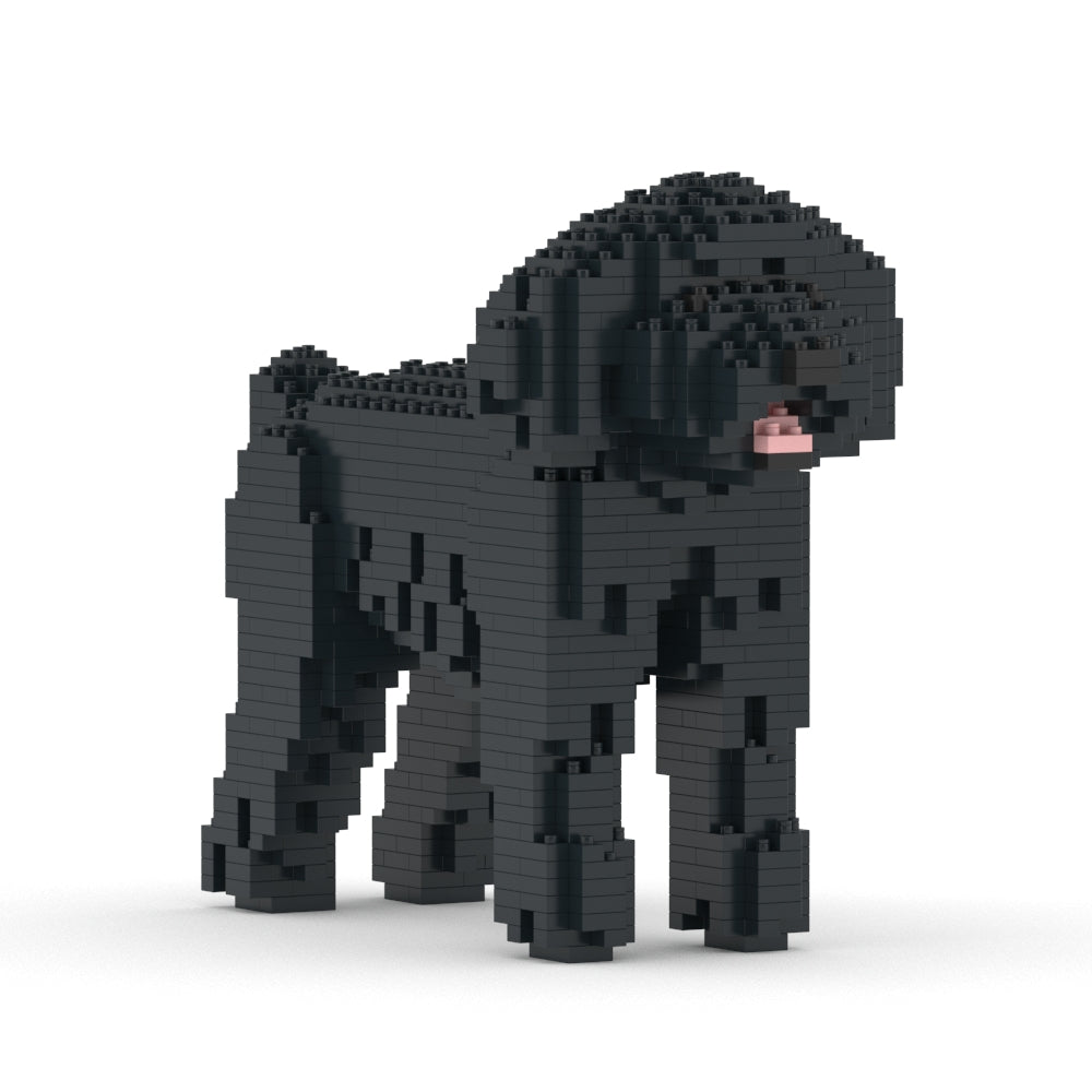 Toy Poodle 01-M02