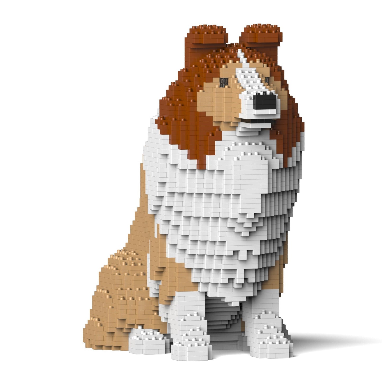 Shetland Sheepdog 03-M01