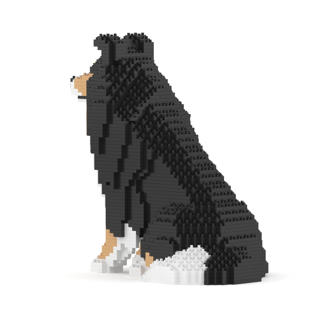 Shetland Sheepdog 03-M02