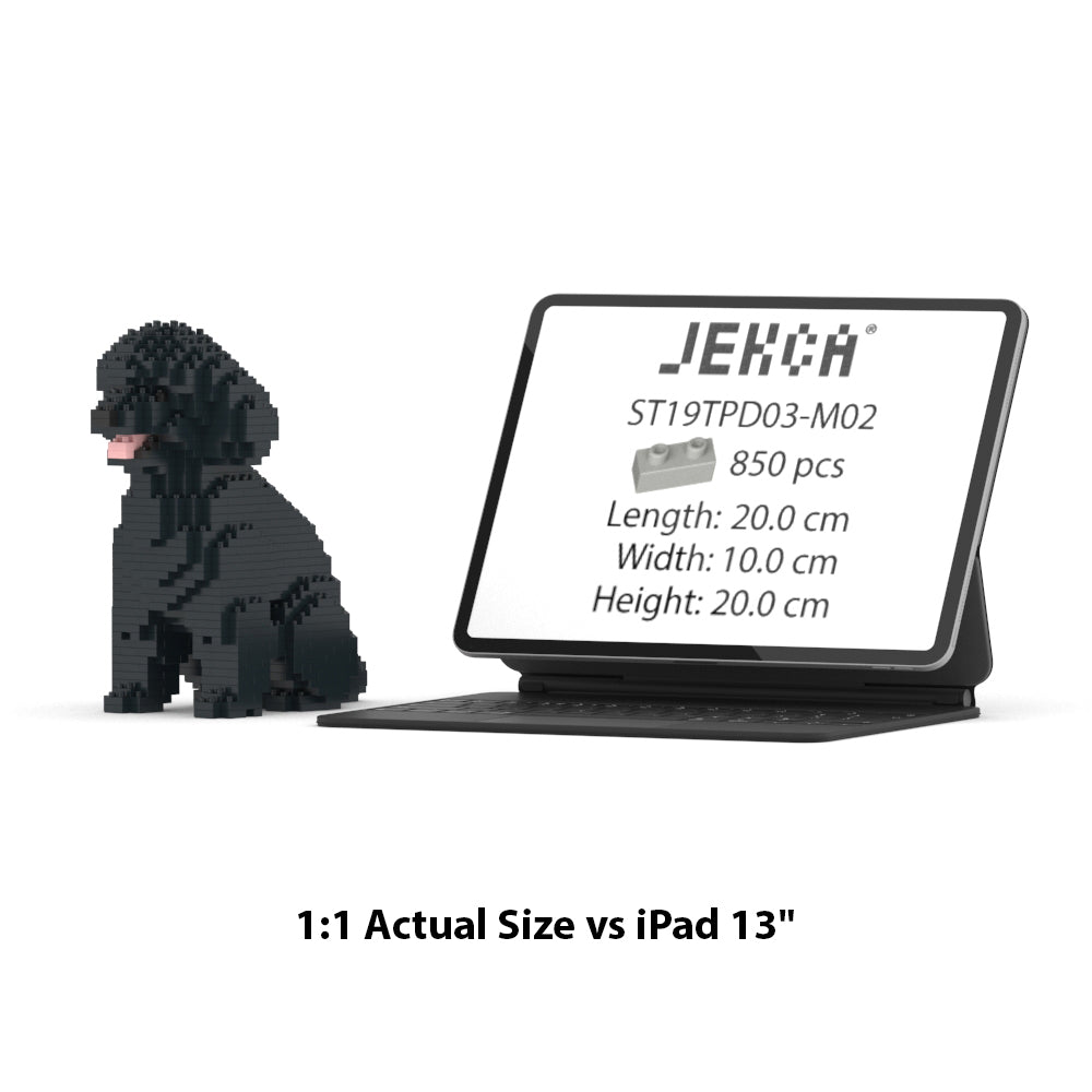 Toy Poodle 03-M02