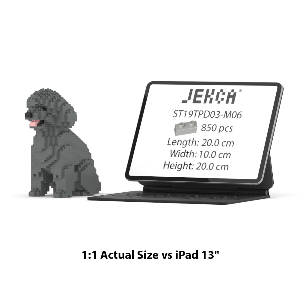 Toy Poodle 03-M06