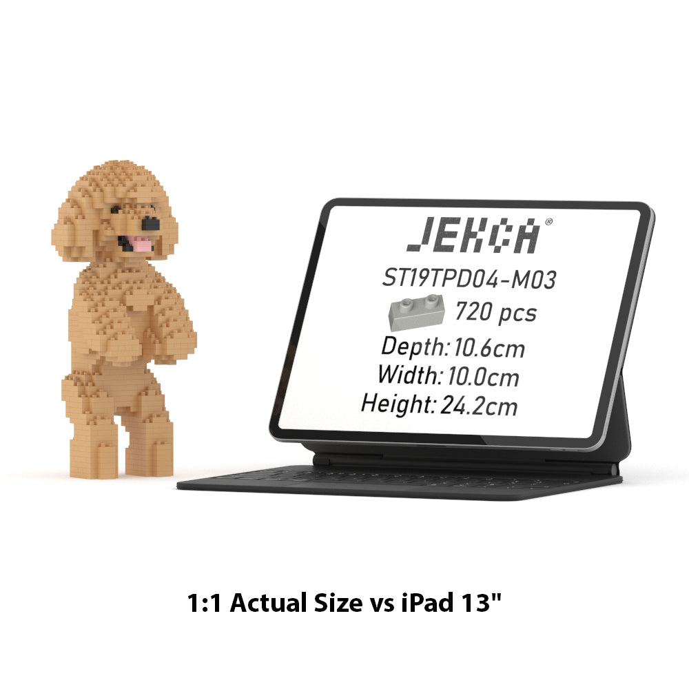 Toy Poodle 04-M03