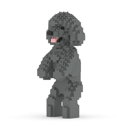 Toy Poodle 04-M06